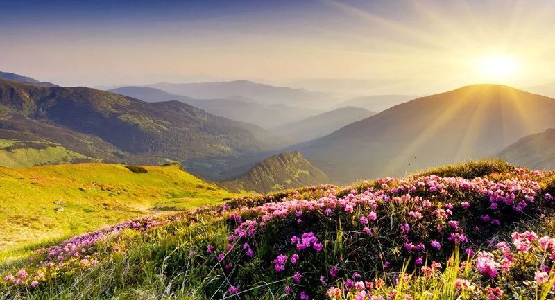 The Silent Wisdom of Nature: A Reflection on Life's Purpose